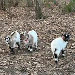 D'hote A La Campagne *