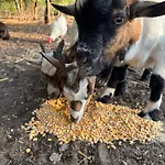 D'hote A La Campagne *