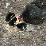 Guest house D'hote A La Campagne