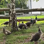 D'hote A La Campagne *