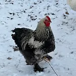 D'hote A La Campagne