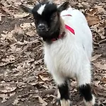 D'hote A La Campagne Guest house Cerans-Foulletourte