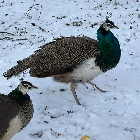 Konukevi D'hote A La Campagne *