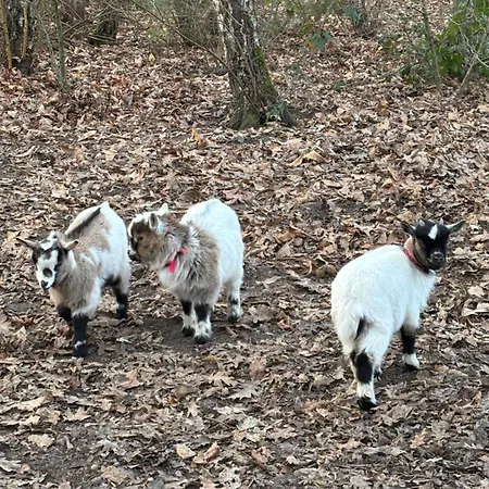 D'hote A La Campagne *