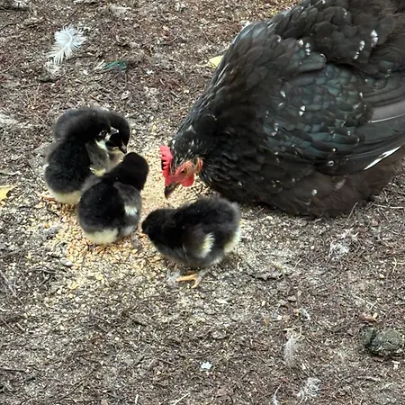 Konukevi D'hote A La Campagne