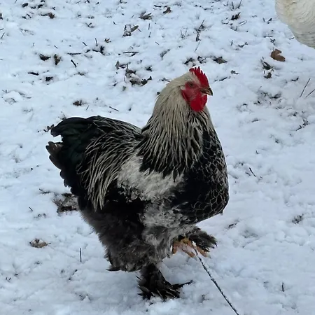 D'hote A La Campagne