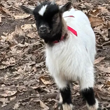 D'hote A La Campagne Konukevi Cérans-Foulletourte