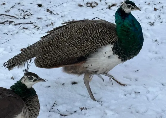 Pensión D'hote A La Campagne *