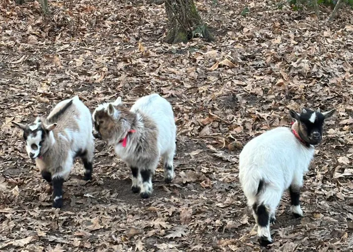 D'hôte à La Campagne *