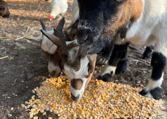 D'hôte à La Campagne *