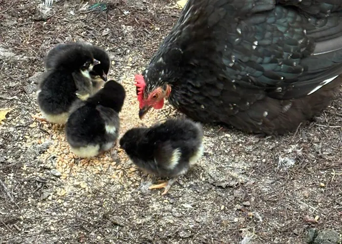 Casa de hóspedes D'hôte à La Campagne