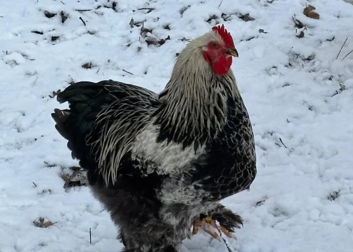 D'hôte à La Campagne