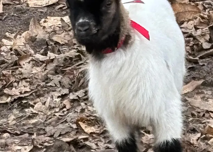 D'hote A La Campagne Pensión Cérans-Foulletourte